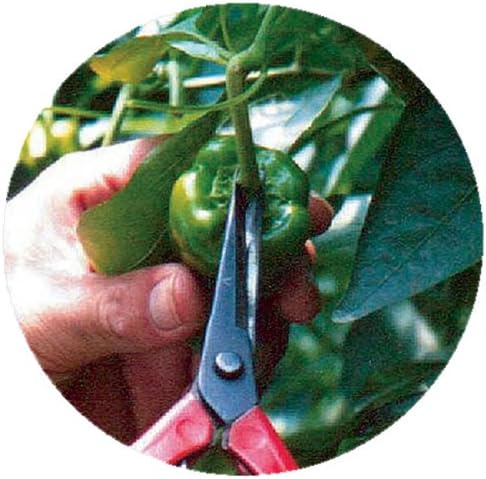 Harvesting Scissors T-500