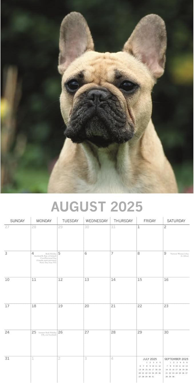 The Gifted Stationary 2025 Square Wall Calendar, French Bulldogs, 16-Month Paw Prints Theme Hanging Calendar with 180 Reminder Stickers, Month Planner for Home, or Creative Spaces, 12x12 In