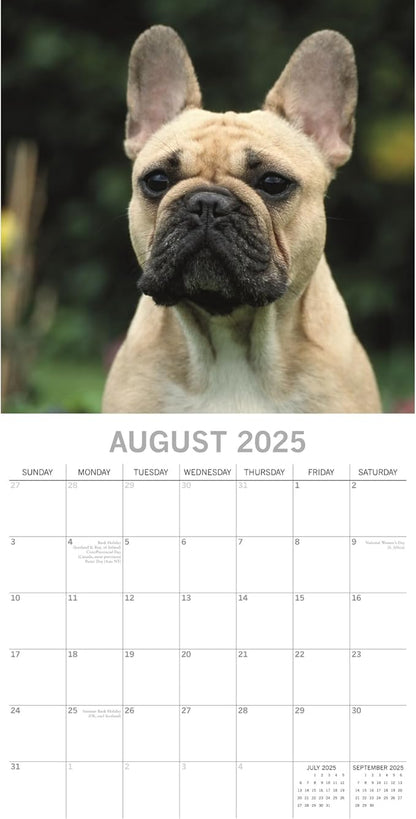 The Gifted Stationary 2025 Square Wall Calendar, French Bulldogs, 16-Month Paw Prints Theme Hanging Calendar with 180 Reminder Stickers, Month Planner for Home, or Creative Spaces, 12x12 In