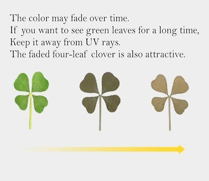Genuine Real Four Leaf Clover Card Bookmark, Five Leaf Clover Card, Good Luck Gift Card, Invitation Card in Envelope, Good Luck Charm Deco (Four-Leaf Clover)
