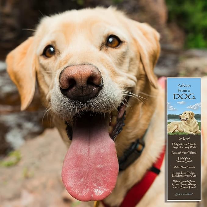 Advice from Nature 3 Bookmark Farm Set, Laminated with Glossy Finish, Printed on Recycled Paper - Barn, Horse, Dog (AMBM-Farm)