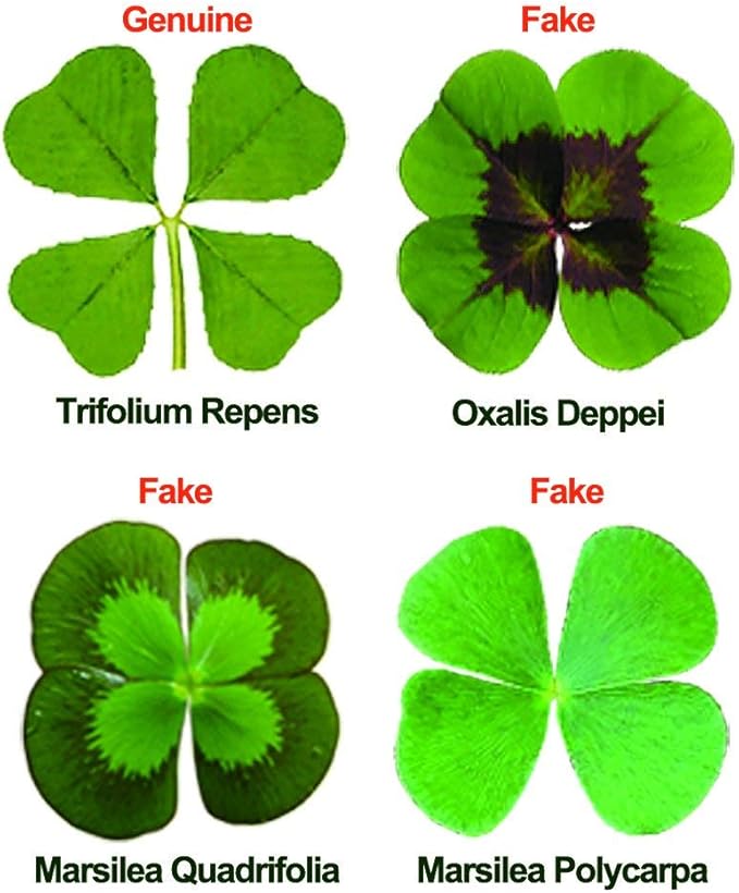 ARTMART Genuine Real Four-Leaf Green Clover St. Saint Patric's Day Bookmarks Irish Shamrock Good Luck Charm for Smartphone Wallet Case Amulet Purse Coating Gift Thanks Card L