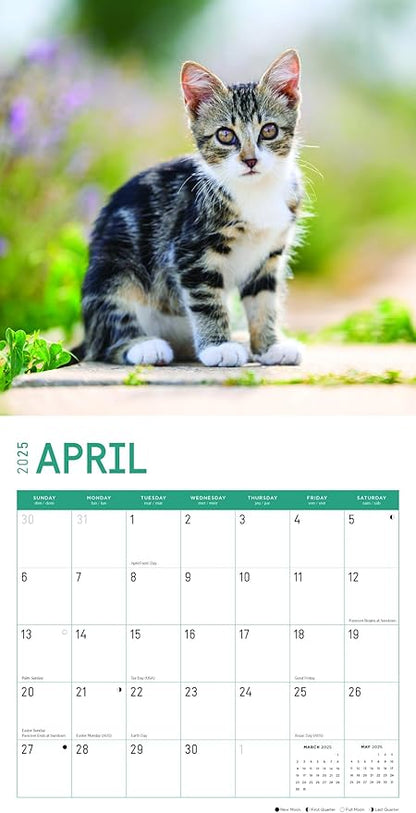 2025 Kittens Monthly Wall Calendar by Bright Day, Includes Over 300 Stickers, 12 x 12 Inch