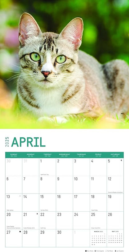 2025 Cats Monthly Wall Calendar by Bright Day, Includes Over 300 Stickers, 12 x 12 Inch