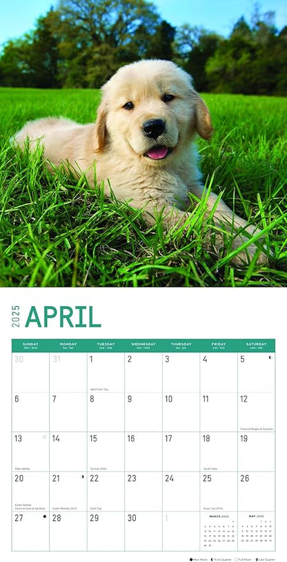 2025 Golden Retrievers Monthly Wall Calendar by Bright Day, Includes Over 300 Stickers, 12 x 12 Inch