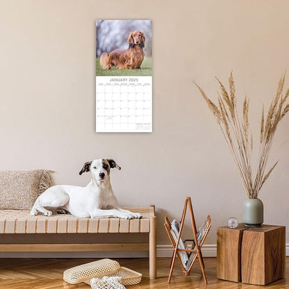 The Gifted Stationary 2025 Square Wall Calendar, Dachshund, 16-Month Paw Prints Theme Hanging Calendar with 180 Reminder Stickers, Month Planner for Home, or Creative Spaces, 12x12 In