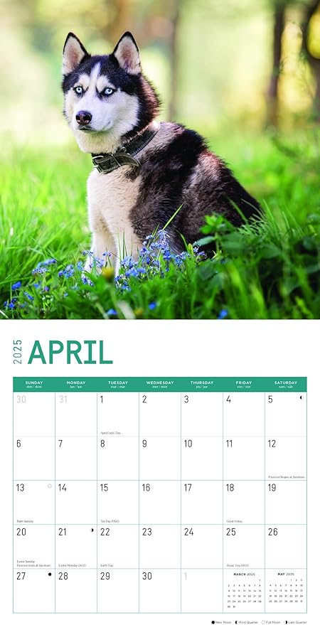 2025 Siberian Huskies Monthly Wall Calendar by Bright Day, Includes Over 300 Stickers, 12 x 12 Inch