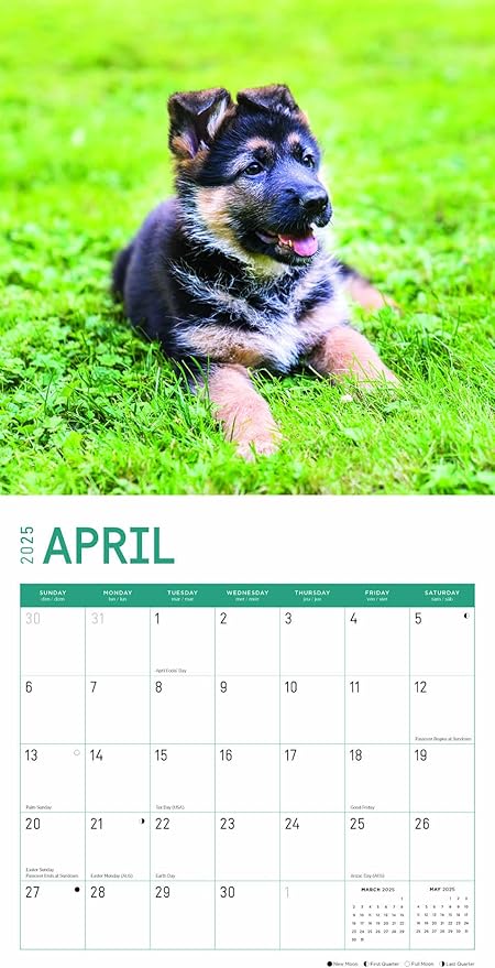 2025 German Shepherds Monthly Wall Calendar by Bright Day, Includes Over 300 Stickers, 12 x 12 Inch
