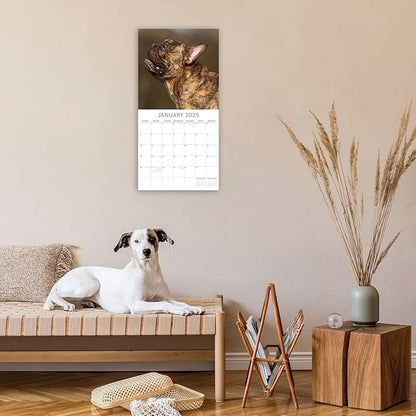 The Gifted Stationary 2025 Square Wall Calendar, French Bulldogs, 16-Month Paw Prints Theme Hanging Calendar with 180 Reminder Stickers, Month Planner for Home, or Creative Spaces, 12x12 In