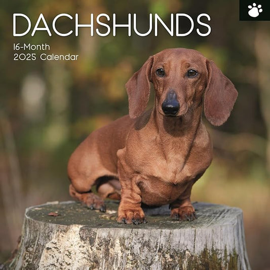The Gifted Stationary 2025 Square Wall Calendar, Dachshund, 16-Month Paw Prints Theme Hanging Calendar with 180 Reminder Stickers, Month Planner for Home, or Creative Spaces, 12x12 In