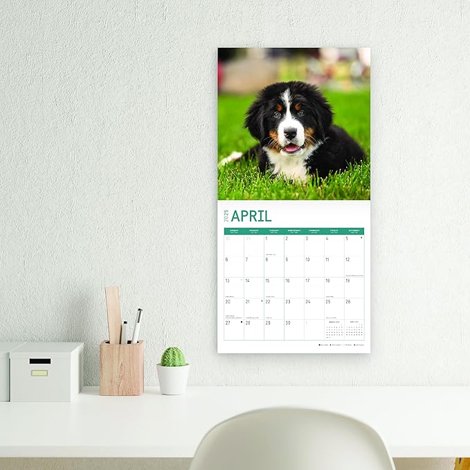 2025 Puppies Monthly Wall Calendar by Bright Day, Includes Over 300 Stickers, 12 x 12 Inch