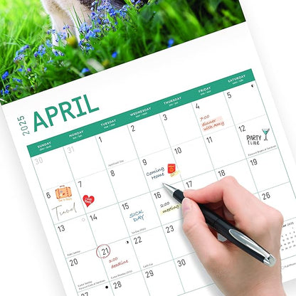 2025 Siberian Huskies Monthly Wall Calendar by Bright Day, Includes Over 300 Stickers, 12 x 12 Inch