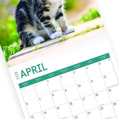 2025 Kittens Monthly Wall Calendar by Bright Day, Includes Over 300 Stickers, 12 x 12 Inch