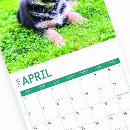 2025 German Shepherds Monthly Wall Calendar by Bright Day, Includes Over 300 Stickers, 12 x 12 Inch