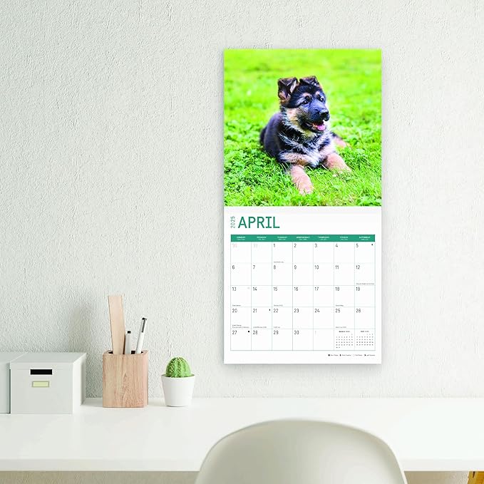 2025 German Shepherds Monthly Wall Calendar by Bright Day, Includes Over 300 Stickers, 12 x 12 Inch