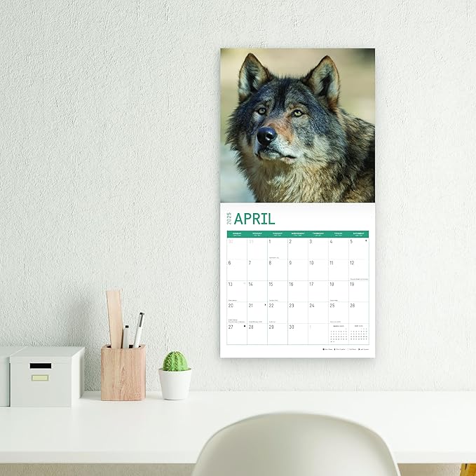 2025 Wolves Monthly Wall Calendar by Bright Day, Includes Over 300 Stickers, 12 x 12 Inch