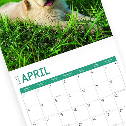 2025 Golden Retrievers Monthly Wall Calendar by Bright Day, Includes Over 300 Stickers, 12 x 12 Inch