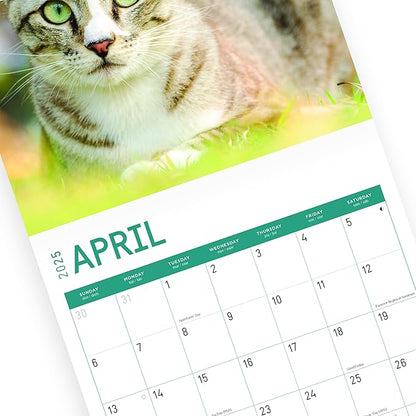 2025 Cats Monthly Wall Calendar by Bright Day, Includes Over 300 Stickers, 12 x 12 Inch