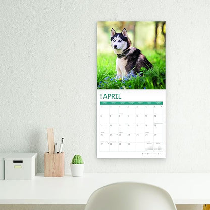 2025 Siberian Huskies Monthly Wall Calendar by Bright Day, Includes Over 300 Stickers, 12 x 12 Inch