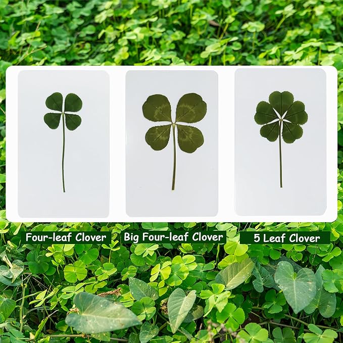 Genuine Real Four Leaf Clover Card Bookmark, Five Leaf Clover Card, Good Luck Gift Card, Invitation Card in Envelope, Good Luck Charm Deco (5 Leaf Clover)