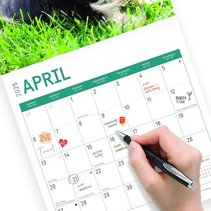 2025 Yorkshire Terriers Monthly Wall Calendar by Bright Day, Includes Over 300 Stickers, 12 x 12 Inch