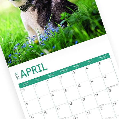2025 Siberian Huskies Monthly Wall Calendar by Bright Day, Includes Over 300 Stickers, 12 x 12 Inch