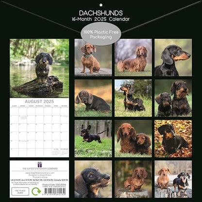 The Gifted Stationary 2025 Square Wall Calendar, Dachshund, 16-Month Paw Prints Theme Hanging Calendar with 180 Reminder Stickers, Month Planner for Home, or Creative Spaces, 12x12 In