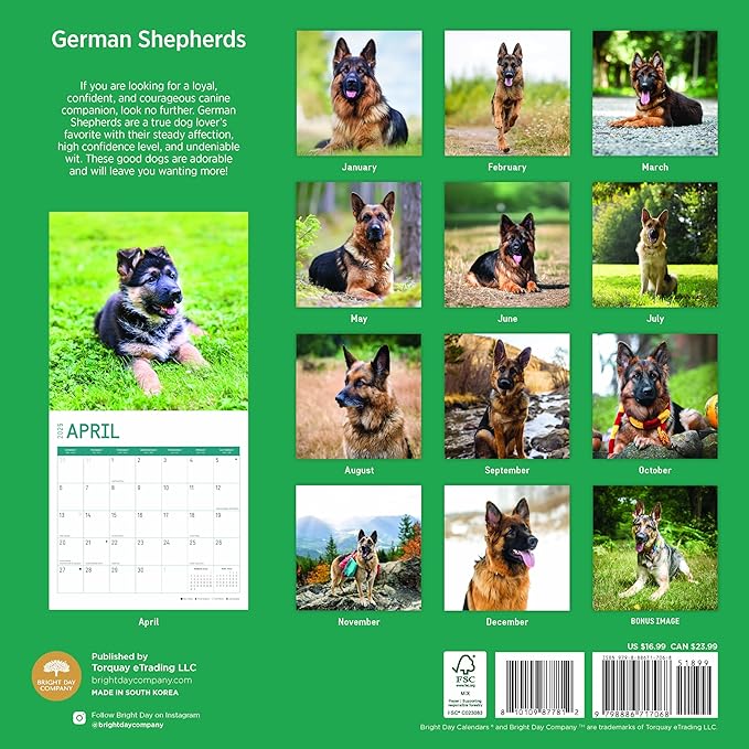 2025 German Shepherds Monthly Wall Calendar by Bright Day, Includes Over 300 Stickers, 12 x 12 Inch