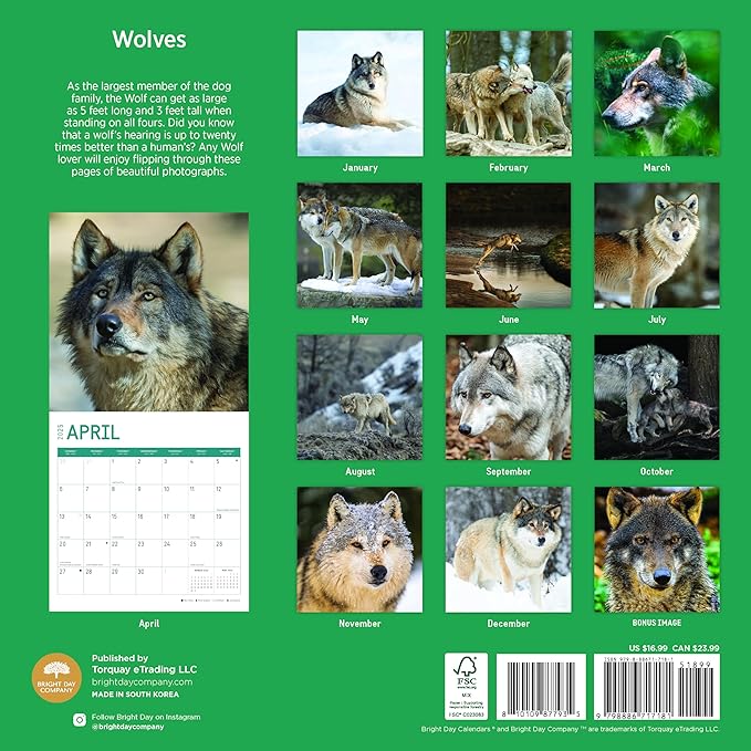2025 Wolves Monthly Wall Calendar by Bright Day, Includes Over 300 Stickers, 12 x 12 Inch