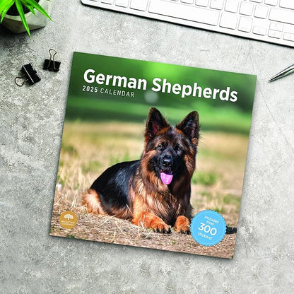 2025 German Shepherds Monthly Wall Calendar by Bright Day, Includes Over 300 Stickers, 12 x 12 Inch