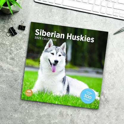 2025 Siberian Huskies Monthly Wall Calendar by Bright Day, Includes Over 300 Stickers, 12 x 12 Inch